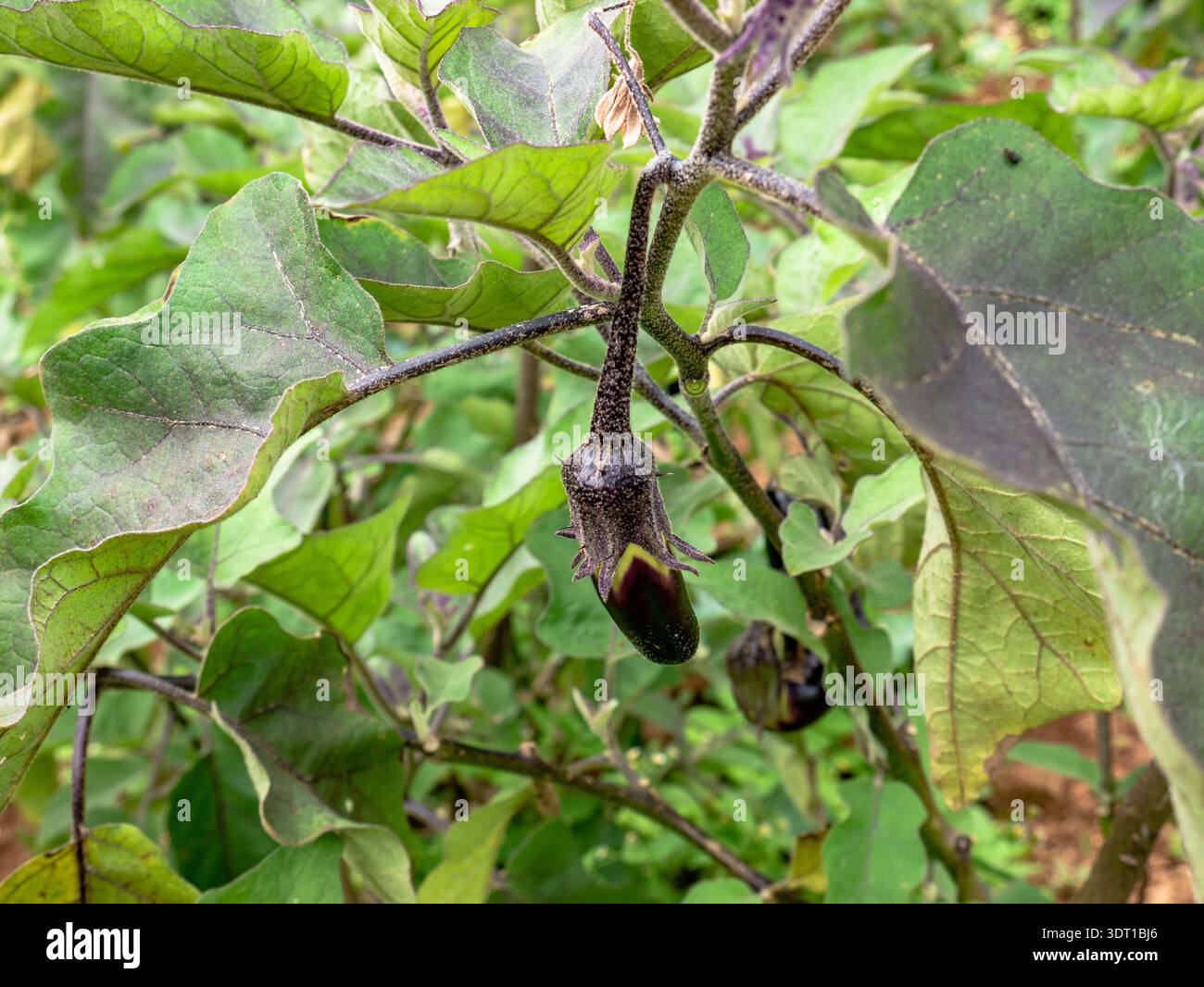 Eine detaillierte Nahaufnahme einer kleinen, sich entwickelnden Aubergine (Aubergine) mit ihrem Kelch und Laub, die die frühe Wachstums- und Entwicklungsstufe o unterstreicht Stockfoto