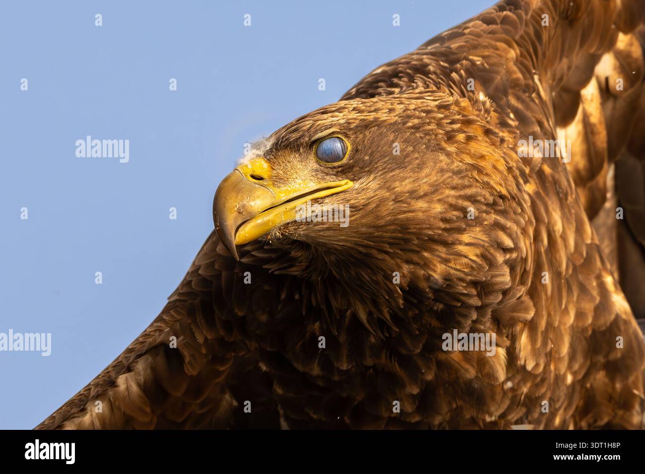 Nahaufnahme Weißschwanzadler mit sichtbarer Membran Stockfoto