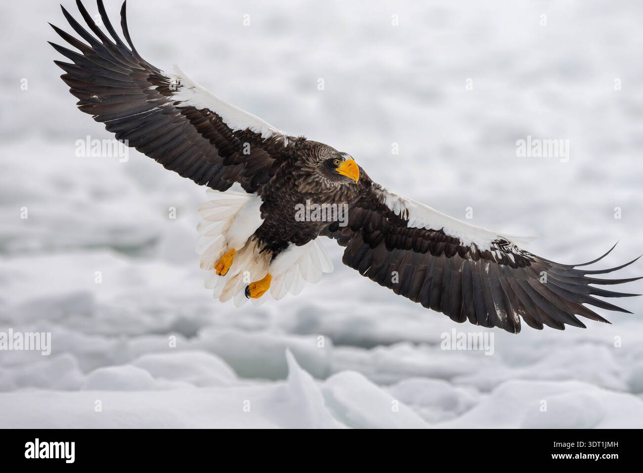 Stellers Sea Eagle Open Wings Closeup Mid Flight Hokkaido Stockfoto