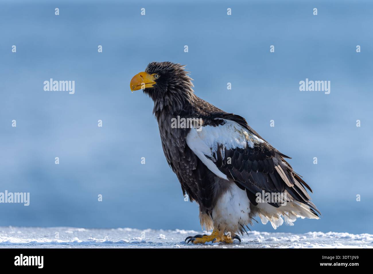 Stellers Sea Eagle Porträt sitzend auf schneebem Ufer Blauer Hintergrund Hokkaido Stockfoto