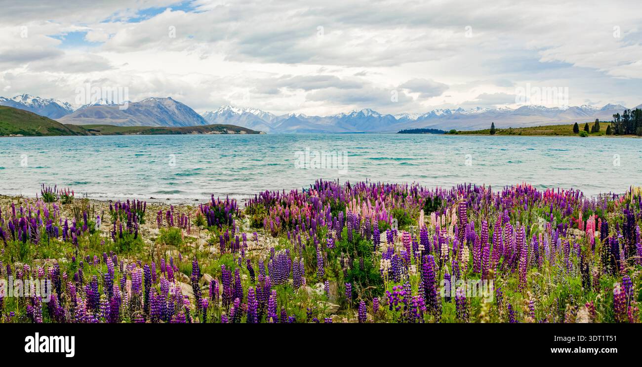 Malerischer Blick auf den Lake Tekapo in Neuseeland mit leuchtenden violetten und rosa Lupinen, die entlang der Küste blühen. Stockfoto