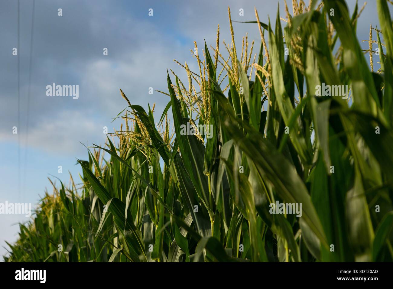 Sommeranbau Nebraska Süßmais Stockfoto