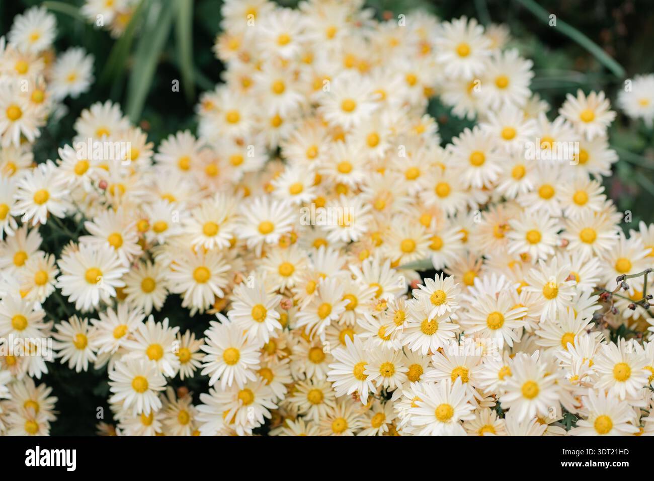 Ansammlung weißer Gänseblümchen mit gelben Zentren im Garten Stockfoto