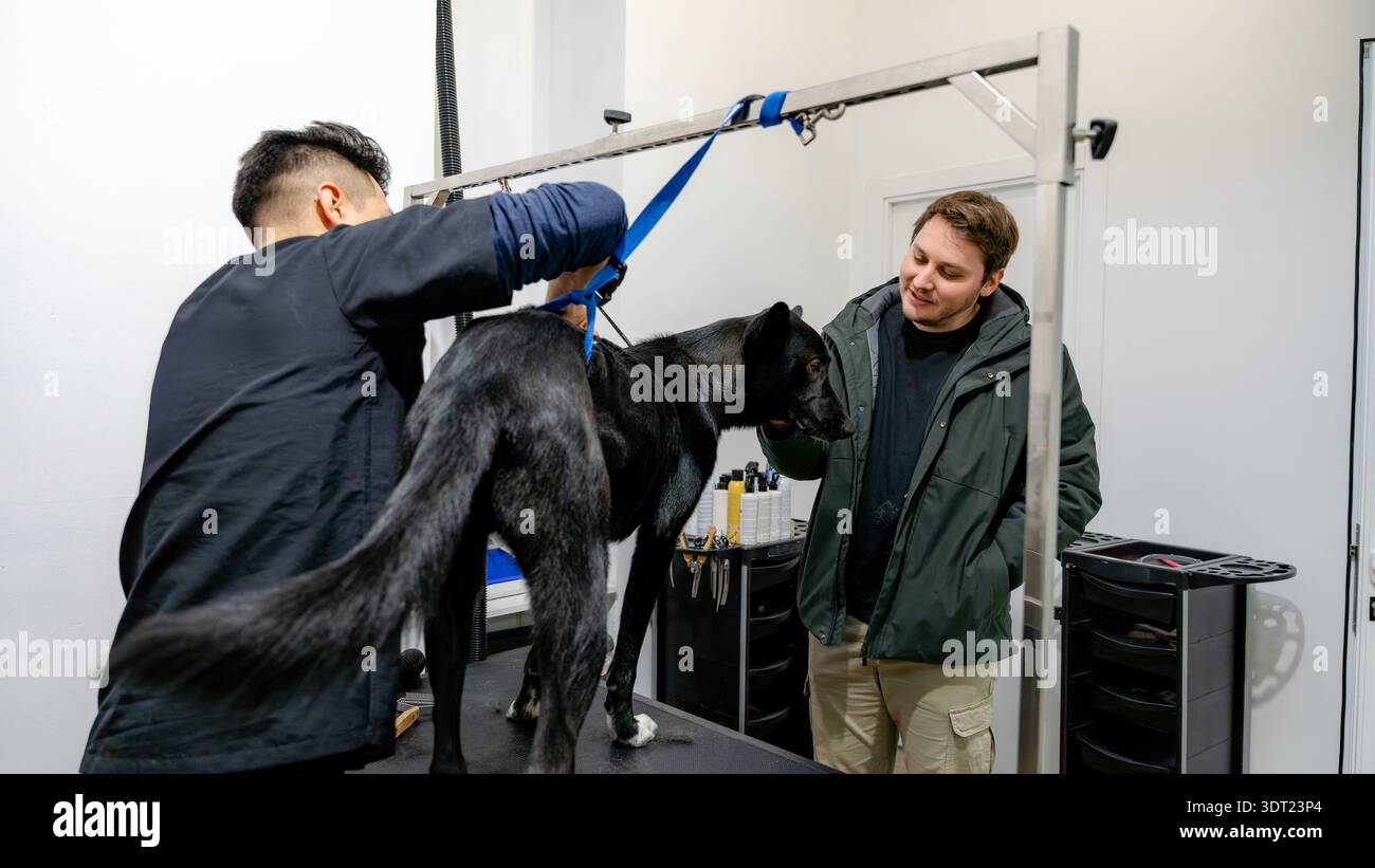 In einem modernen Friseursalon pflegt ein professioneller Friseur sorgfältig einen schwarzen Hund und demonstriert dabei fachkundige Techniken wie Strippen. Die Umwelt Stockfoto