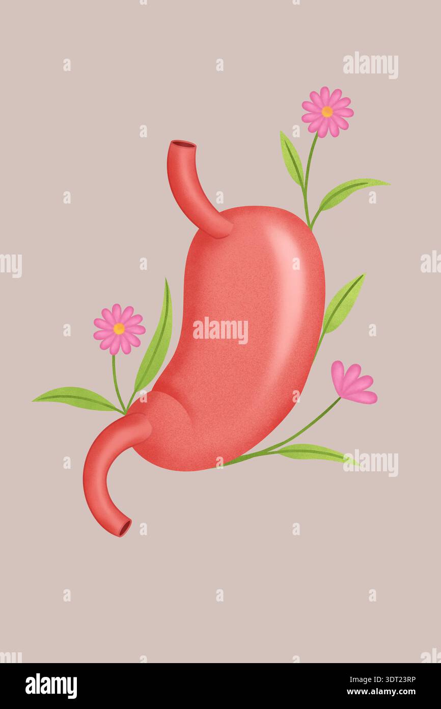 Illustration eines menschlichen Magens umgeben von zarten Blumen auf weichem Hintergrund. Das Design verbindet Anatomie mit Natur und schafft ein harmonisches und harmonisches Stockfoto