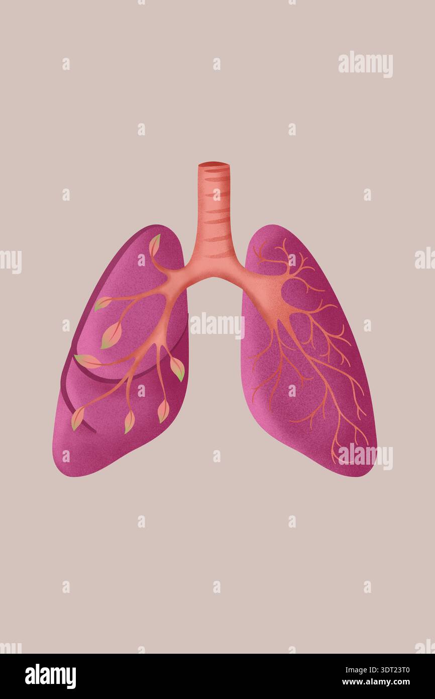 Eine detaillierte Darstellung der menschlichen Lunge mit Bronchialbaum und Lappen. Das Bild zeigt die komplizierte Struktur des Atmungssystems Stockfoto