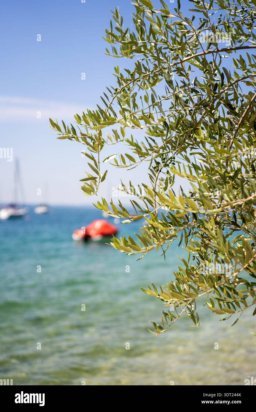 Ein Olivenzweig erstreckt sich in die Szene und bietet einen lebhaften Blick auf den Gardasee. In der Ferne schweben Segelboote ruhig auf dem kristallklaren Wasser Stockfoto