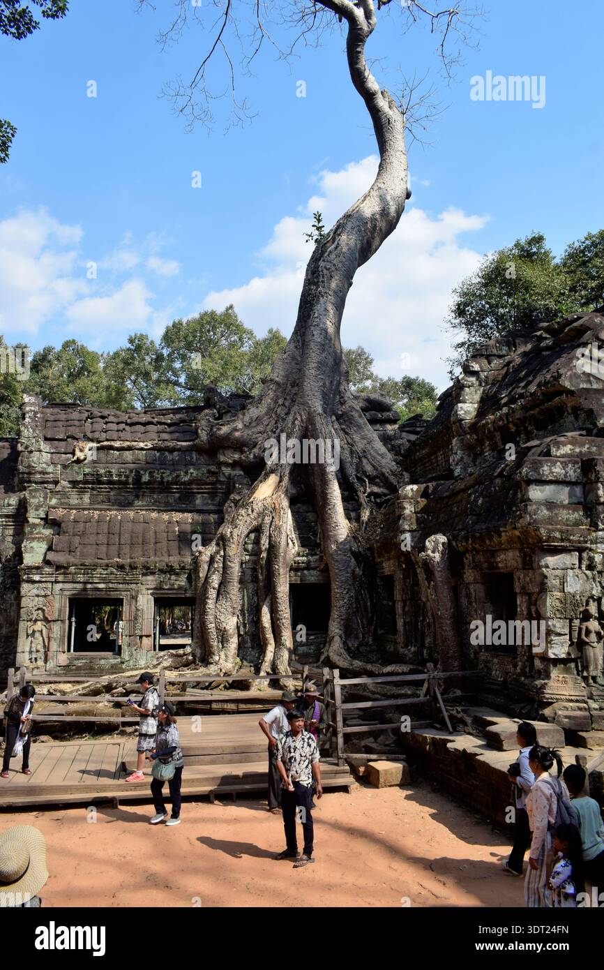 Ta Prohm Tempel Kambodscha Stockfoto