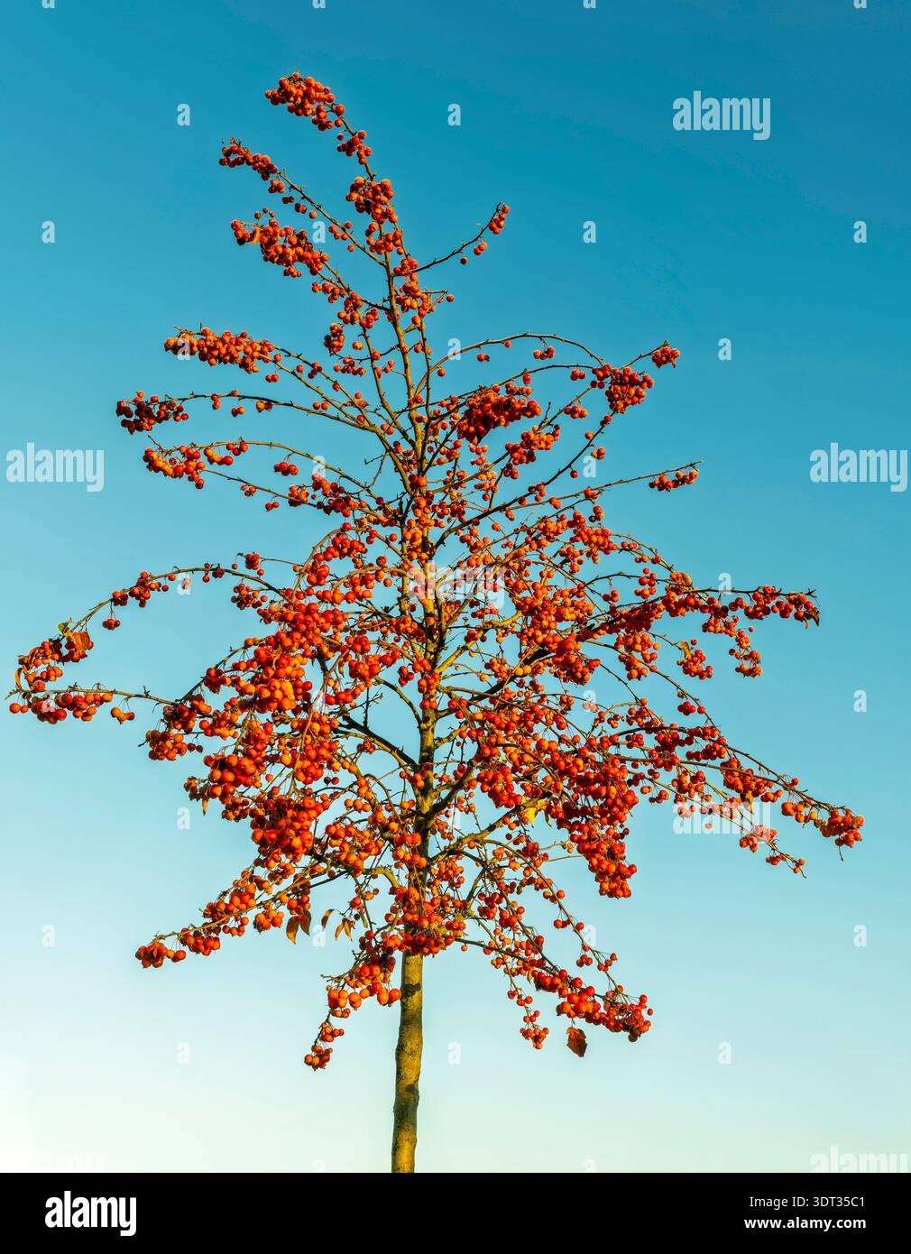 Ein einziger krabbenbaum im November mit einem blauen Himmel dahinter Stockfoto