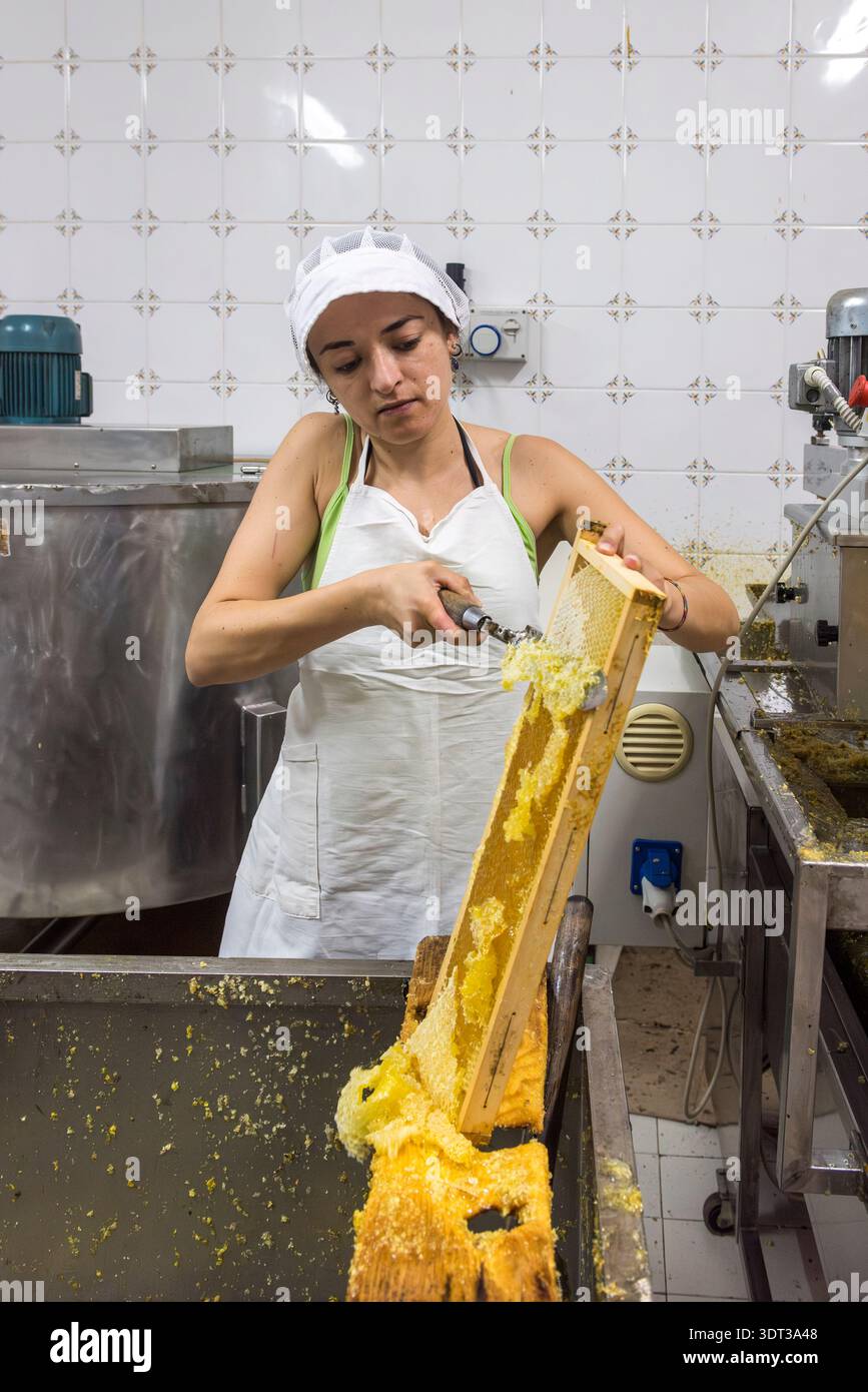 Ein junger sizilianischer Imker, der einen Bienenstock aufbricht, mit einem Messer das Wachs-Operculum entfernt, das die Zellen der Wabenstruktur im Rahmen bedeckt Stockfoto