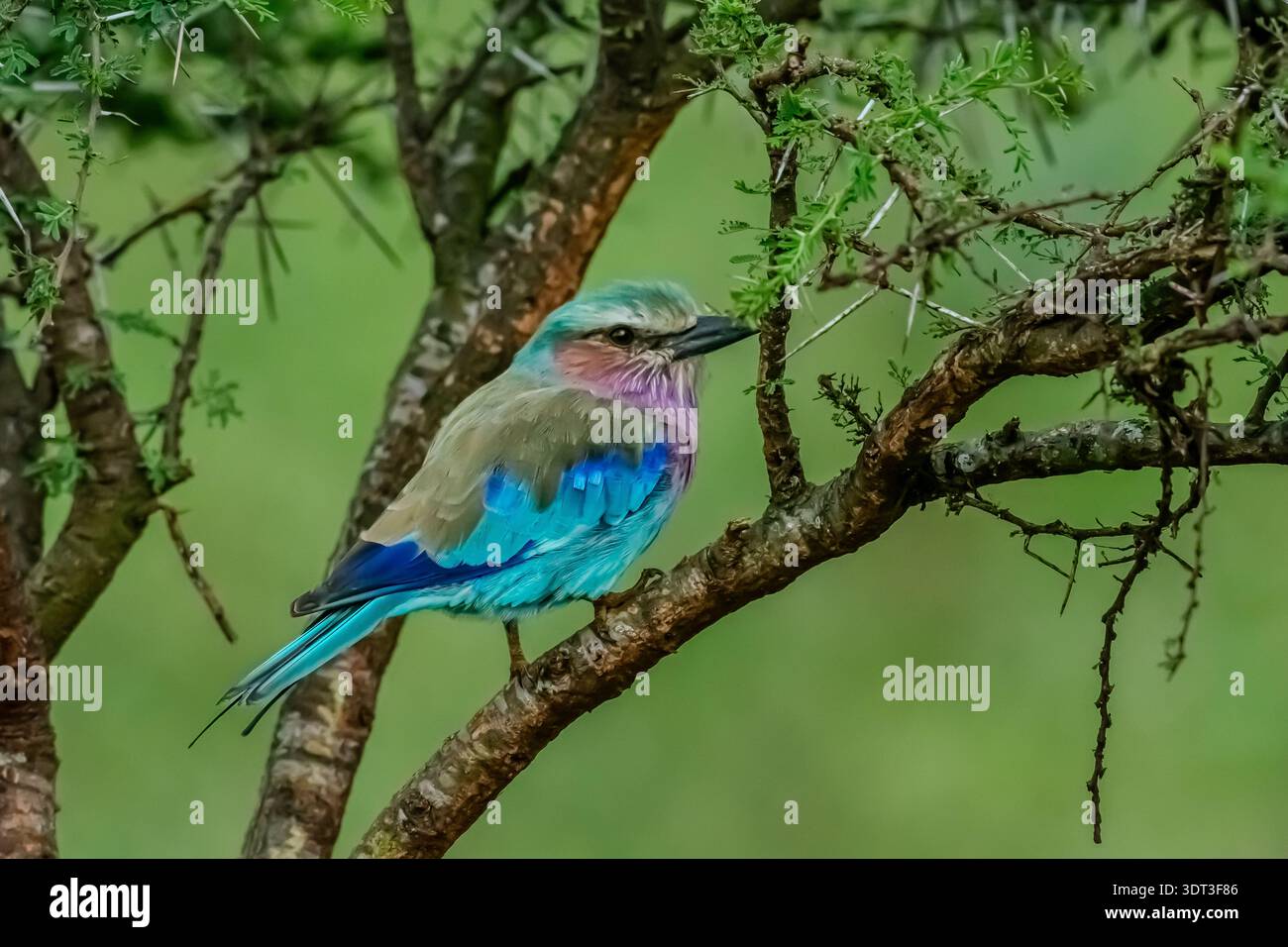 Indian Roller auf seinem Barsch in der afrikanischen Savanne. Er ruht von jagdlichen Insekten aus der Luft oder aus dem Grasland. Stockfoto