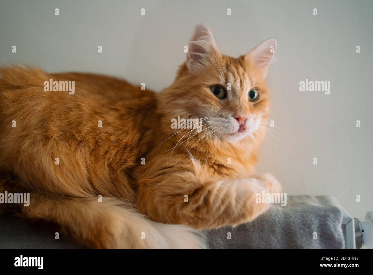 Die Ingwerkatze liegt ruhig und zeigt eine Hautläsion auf dem Maul, was auf eine mögliche allergische Reaktion oder ein eosinophiles Granulom hinweist, das tierärztliche Betreuung und Tierpflege erfordert Stockfoto