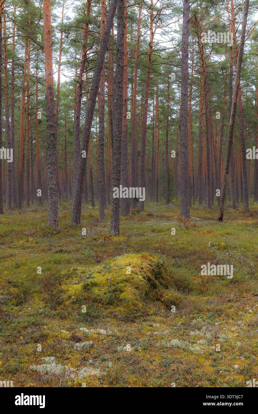 Moosbedeckter Waldboden zwischen hohen Kiefern im Wald. Stockfoto