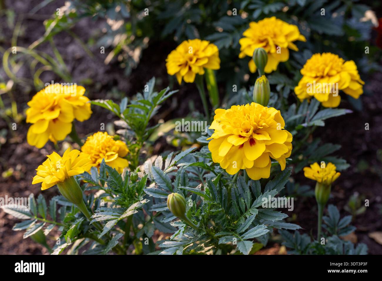 Hellgelbe Ringelblumen blühen im Sommergarten Stockfoto