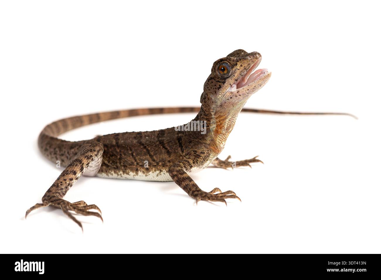 Junge Basilisken (Basiliscus basiliscus) auf weißem Hintergrund. Studio-Foto mit einem Exemplar aus der Zucht. Arten, die aus dem Norden des Südens stammen Stockfoto