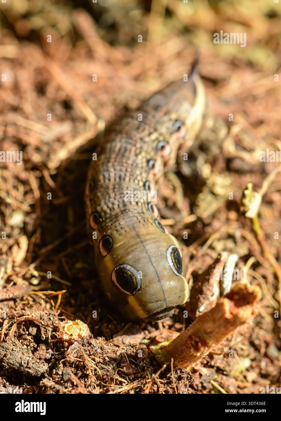 Tersa Sphinx Motte raupe auf Nahrungssuche. Stockfoto