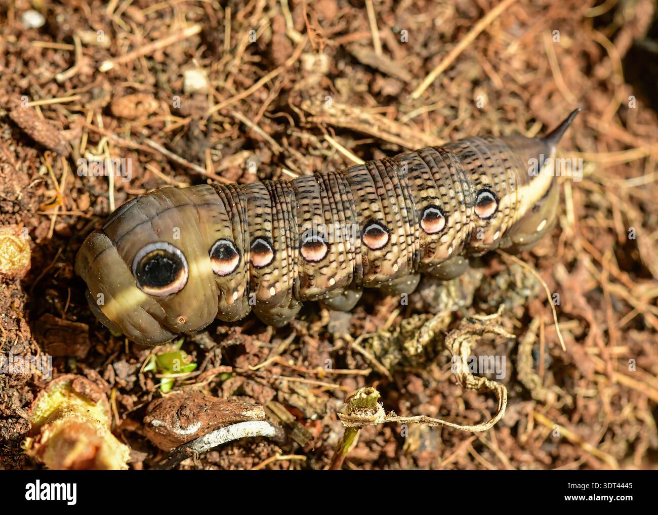 Tersa Sphinx Motte raupe auf Nahrungssuche. Stockfoto