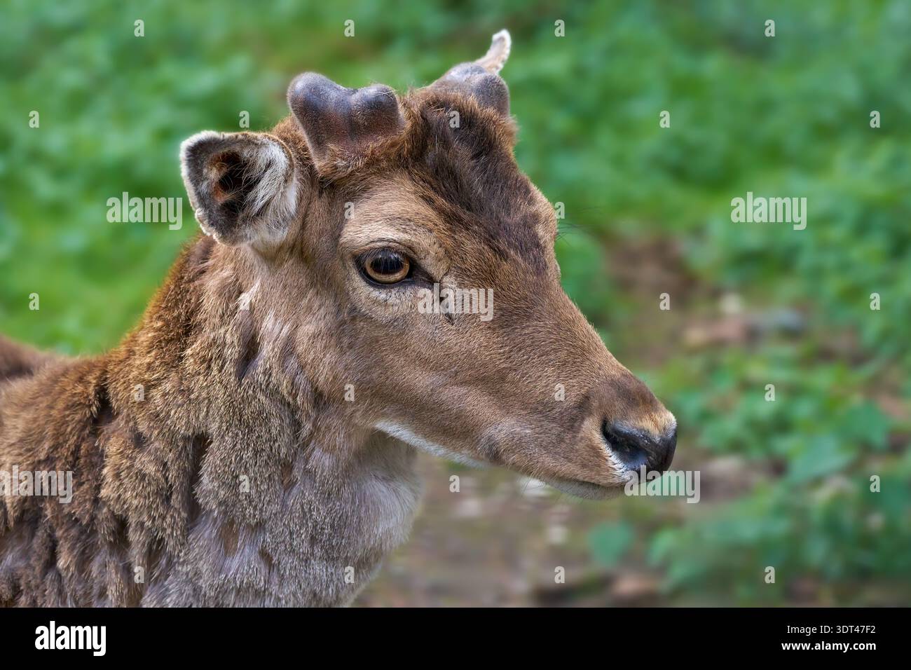 Europäischer Damhirsch (Dama dama) Nahporträt mit gerade neu wachsenden Geweihen Stockfoto