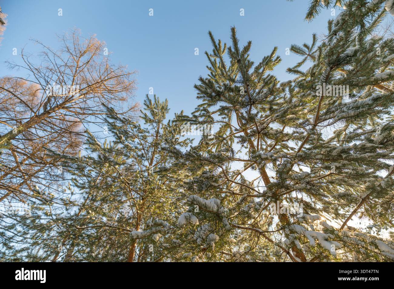 Hoch aufragende Kiefernstämme, die sich in Richtung klarer Himmel erstrecken, betonen Skala und Gelassenheit, kristallklare kalte Töne, vielseitig für Abenteuer und Mindfu Stockfoto