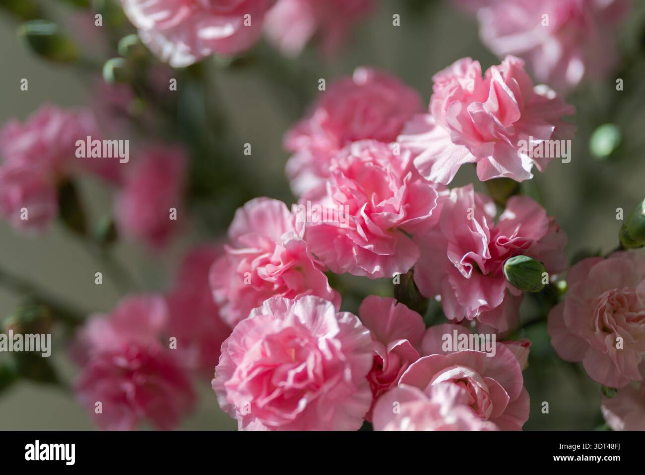 Pinkfarbene Nelken am Fenster, morgendliche Innenszene mit Stielen und grünen Knospen, gemütliche, langsame Atmosphäre, nachhaltiges Blumendesign, sanfter Schatten Stockfoto