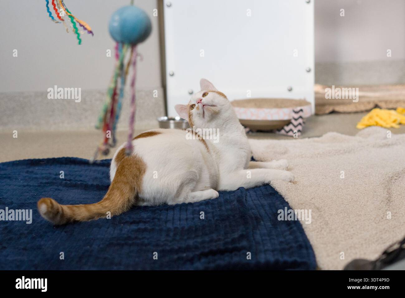 Eine vertikale Nahaufnahme einer schönen Ingwer-weißen Katze mit goldenen Augen. Die Katze blickt mit ruhiger und sanfter Ausstrahlung direkt in die Kamera Stockfoto