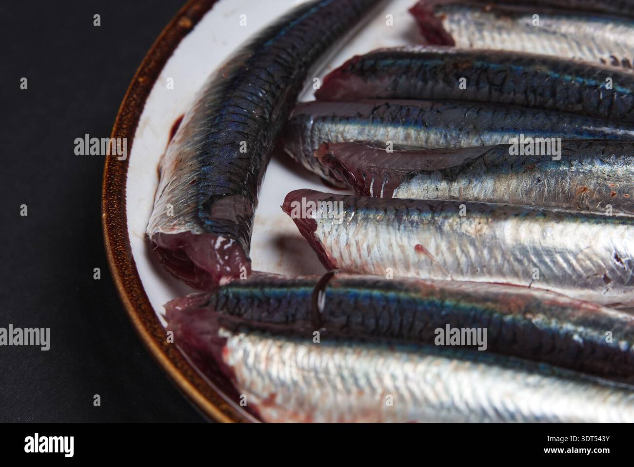 Fisch, Weißhait, Sardellen, Engraulis encrasicolus. Blauer Fisch. Schwarzer Hintergrund, mit Kopie. Stockfoto