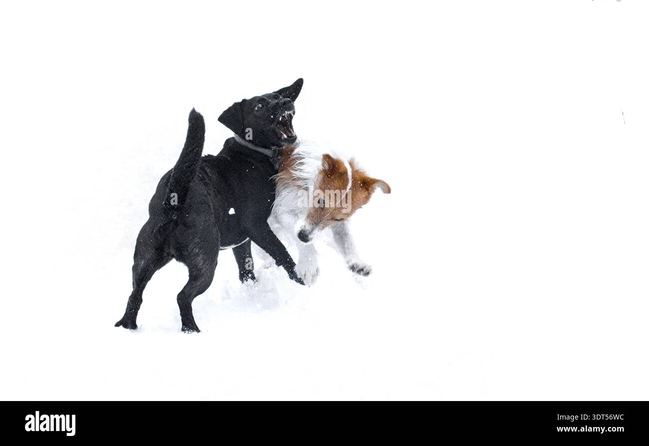 Ein schwarzer und ein roter Hund, Terrier, spielen im Schnee auf weißem Hintergrund. Haustiere. Stockfoto