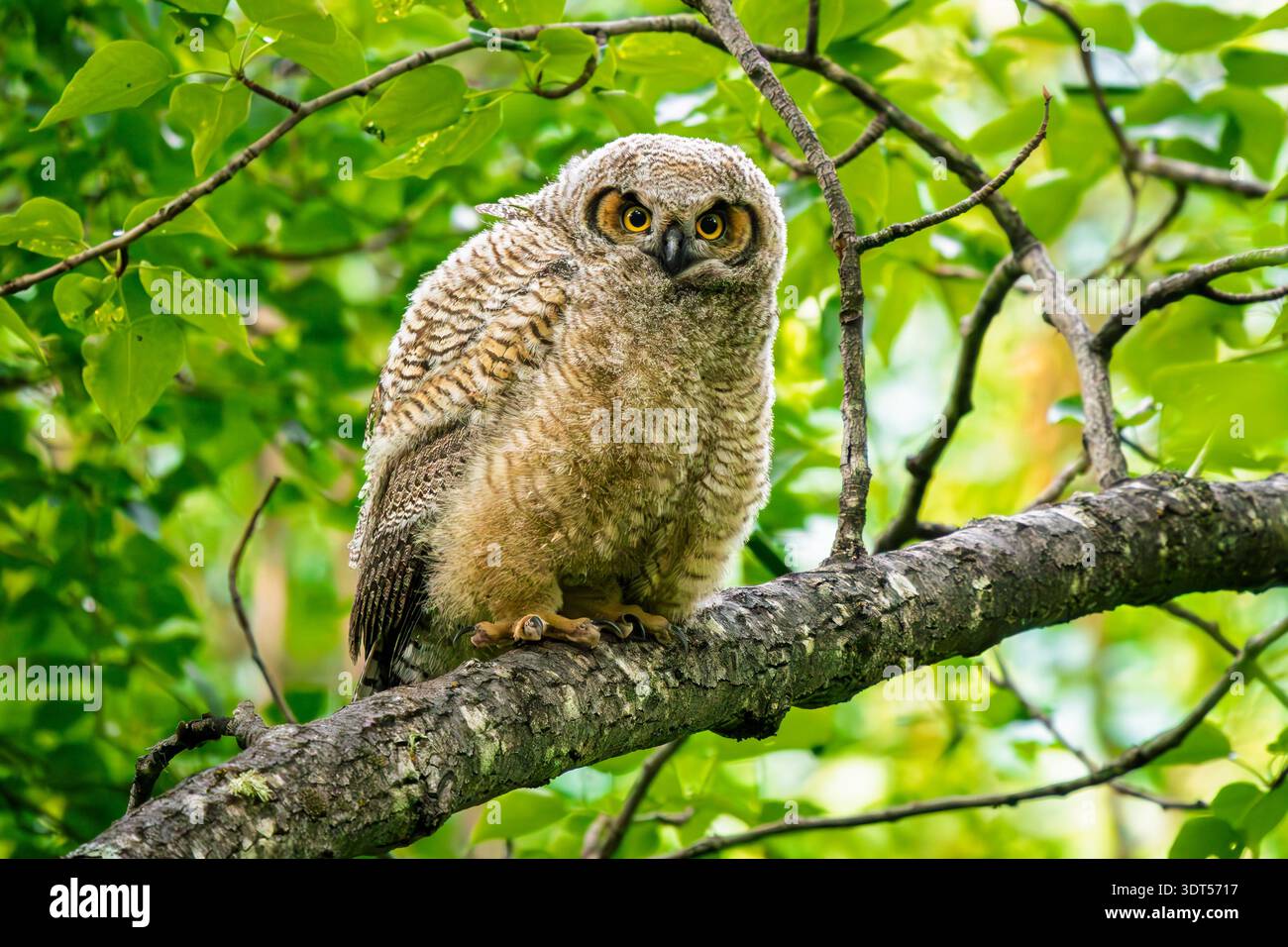 Die junge Großhorneule thront auf einem Baum in SüdzentralAlaska. Stockfoto