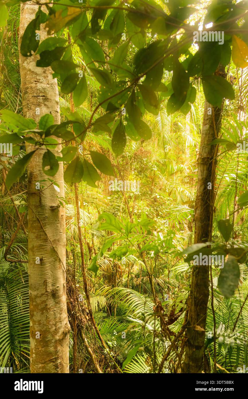 Authentisches Dschungel-Ökosystem, dichter tropischer Regenwald mit mehrschichtigen Bäumen und gefiltertem Sonnenlicht in Australien, Queensland, zum Schutz der Umwelt Stockfoto