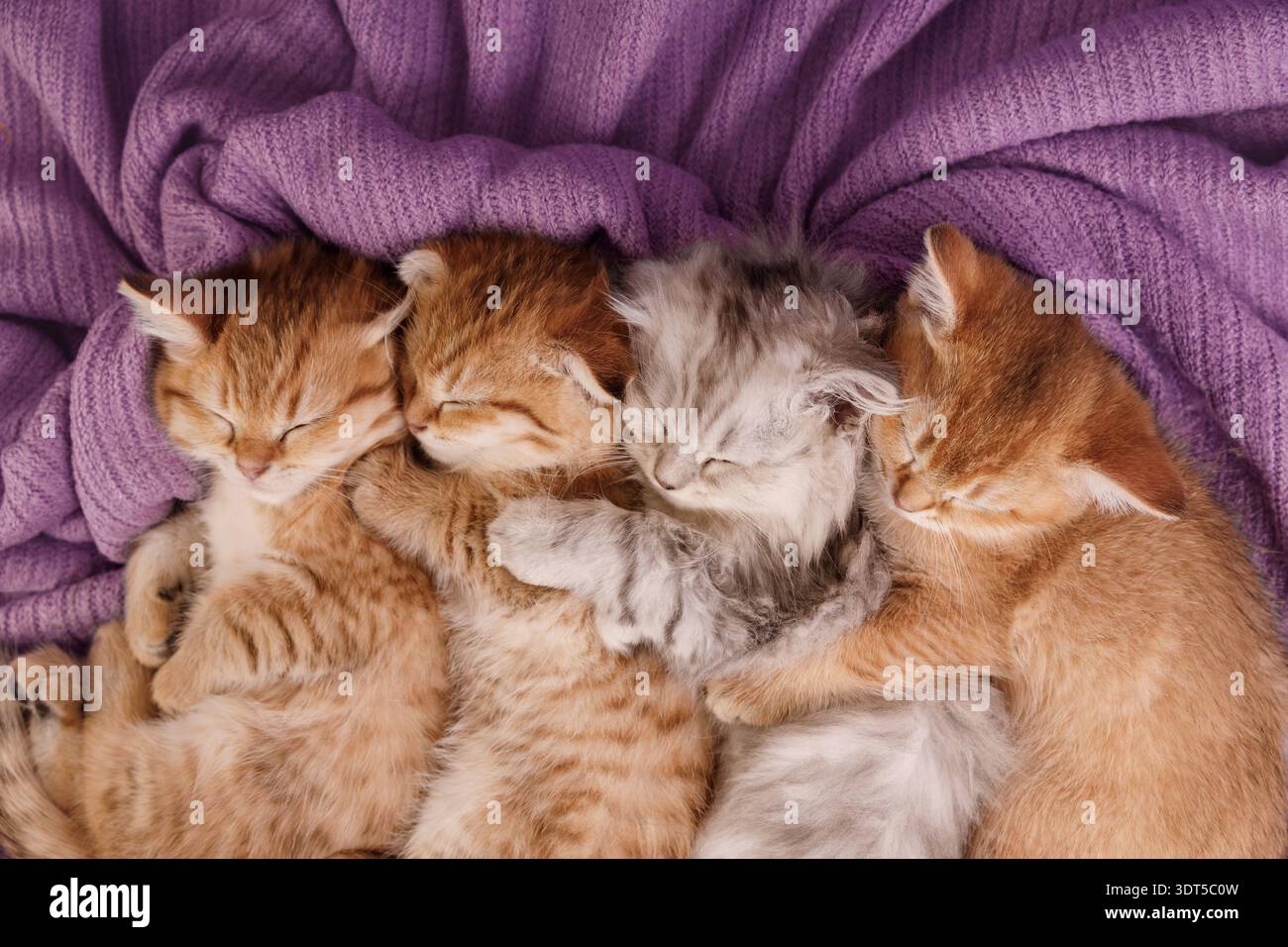 Nahaufnahme von vier süßen Kätzchen, die hintereinander schlafen Stockfoto