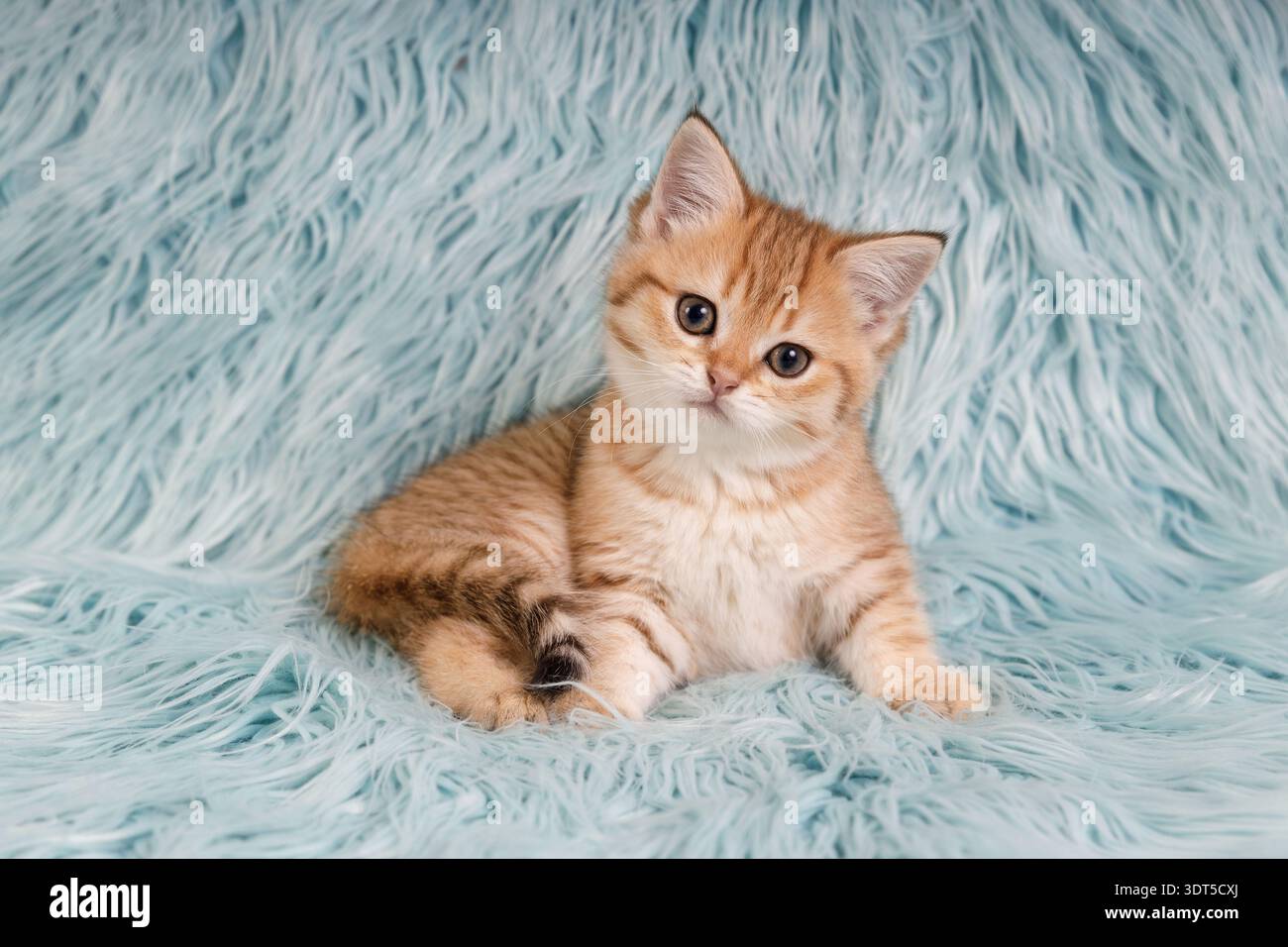 Niedliches goldenes britisches Kurzhaar-Kätzchen, das auf blauem flauschigem Hintergrund sitzt. Stockfoto