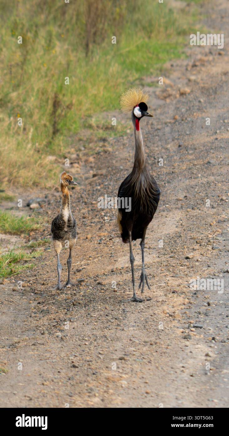 Verschiedene Vogelarten in Ostafrika, die die Vielfalt des Vogellebens in freier Wildbahn veranschaulichen. Stockfoto