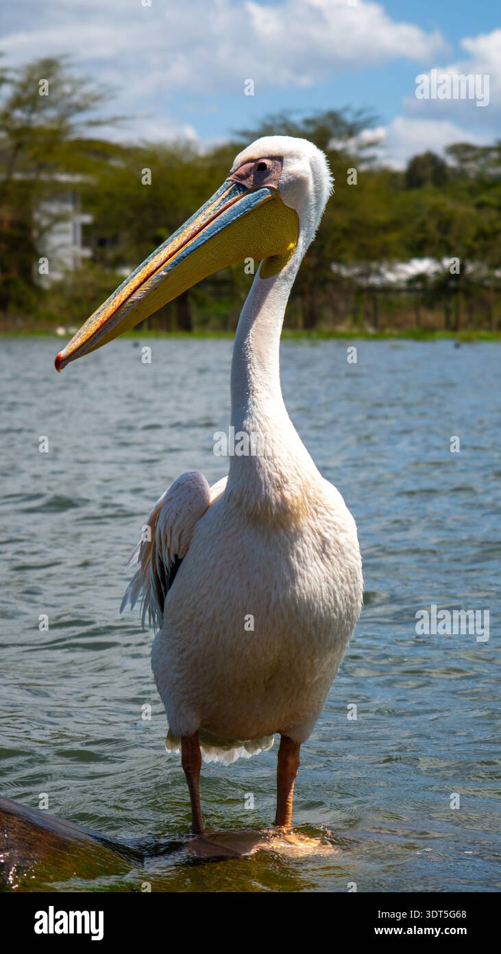 Ein Pelikan gleitet anmutig über das ruhige Wasser des Sees und spiegelt die friedliche natürliche Umgebung wider. Stockfoto