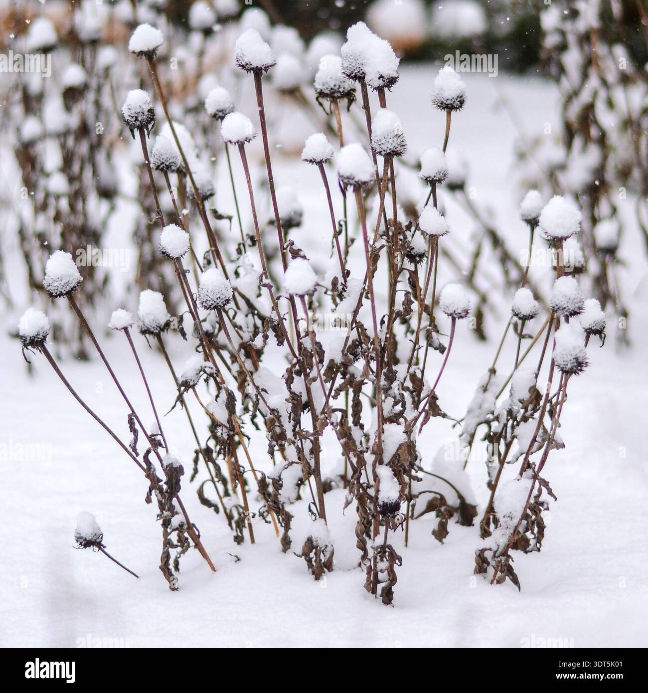 Vorderansicht einer Echinacea-Pflanze (lila Coneflower), die im Winter an einem verschneiten Tag mit Schnee bedeckt ist. Stockfoto