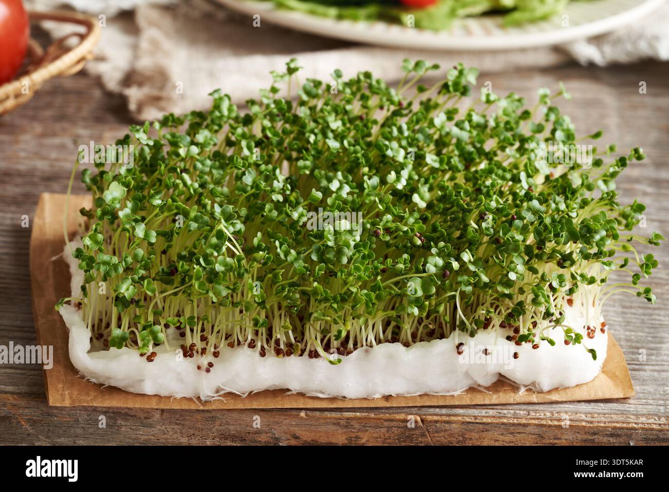 Frischer hausgemachter Brokkoli-Sprossen oder Mikrogrün. Gartenarbeit im Innenbereich. Stockfoto