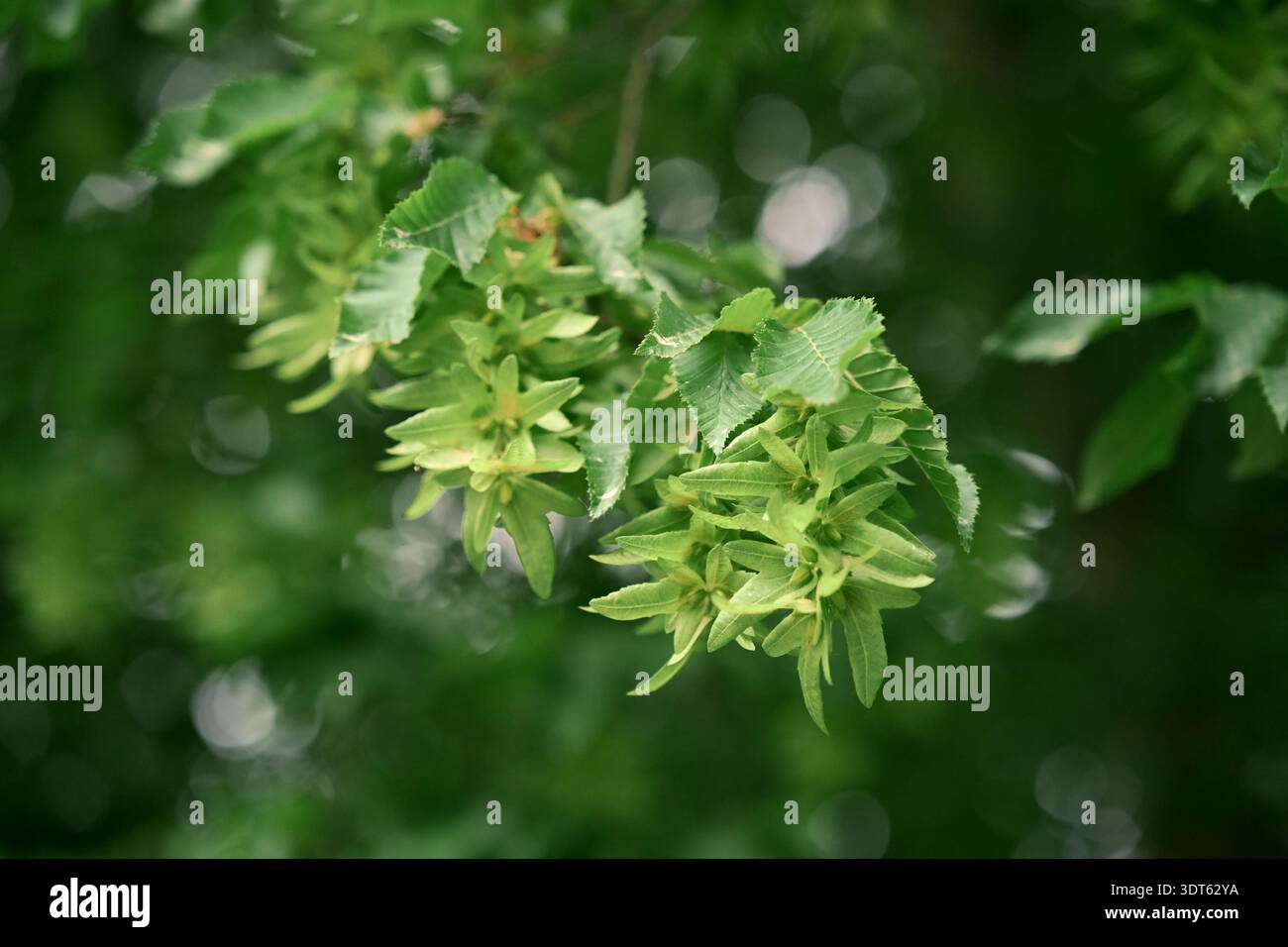 Abstrakter grüner Blatttexturhintergrund für modernes Design und kreative Projekte Stockfoto