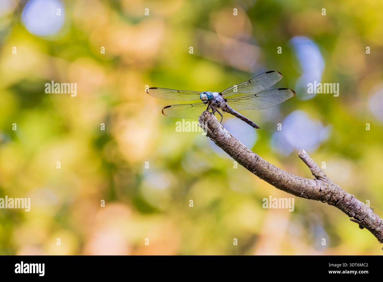Eine leuchtend blaue Libelle liegt sanft auf einem strukturierten Baumzweig Stockfoto
