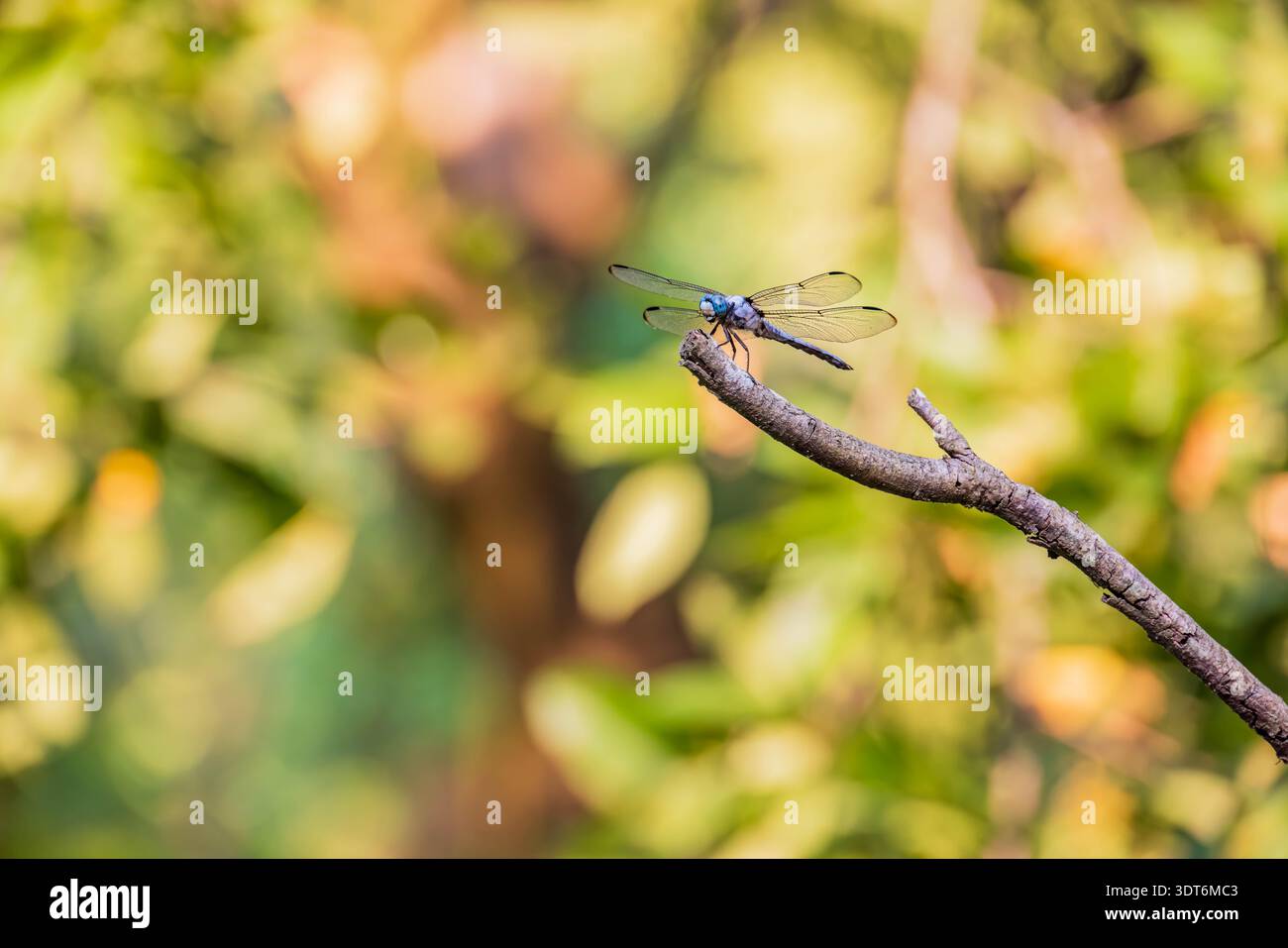 Eine zarte blaue Libelle liegt auf einem strukturierten Baumzweig Stockfoto