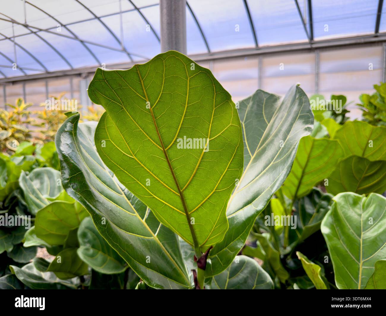 Fiddle leaf fig -Fotos und -Bildmaterial in hoher Auflsung  Alamy