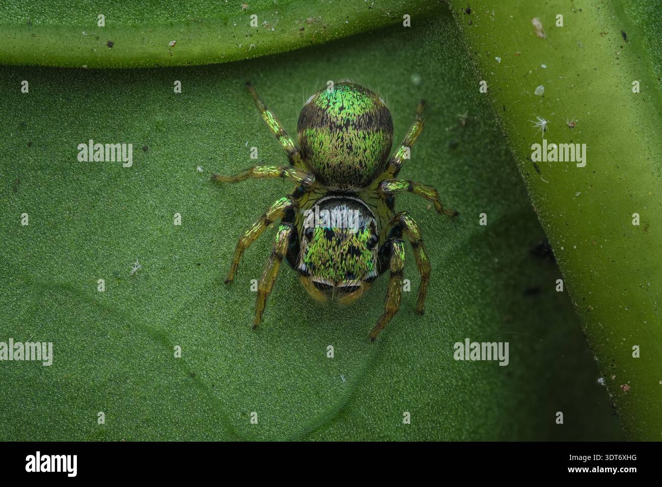 Extreme Makrodorsale Ansicht einer weiblichen springenden Spinne Cosmophasis umbratica mit komplizierten schwarzen und cremefarbenen Mustern, Zentral-Java-Indonesien. Stockfoto