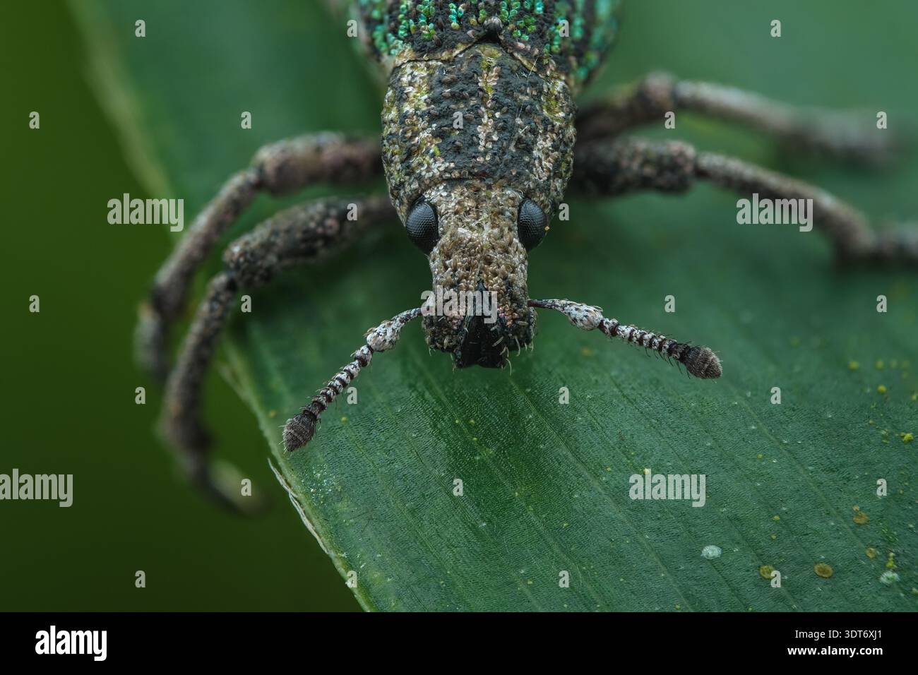 Extrem detailreiches Makrogesicht eines Episomuskäfers, das seine zusammengesetzten Augen, das kurze Prismen und die sensorischen Antennen in Zentral-Java-Indonesien hervorhebt. Stockfoto