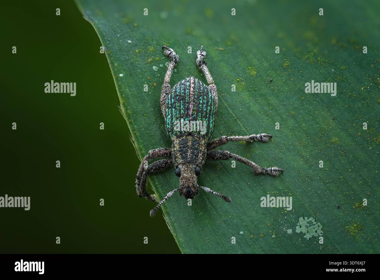 Extreme Makrodorsale Ansicht eines Episomus-Käfers mit schillernden grünen Schuppen und robusten Exoskelett-Texturen, Portfolio Zentral-Java, Indonesien. Stockfoto