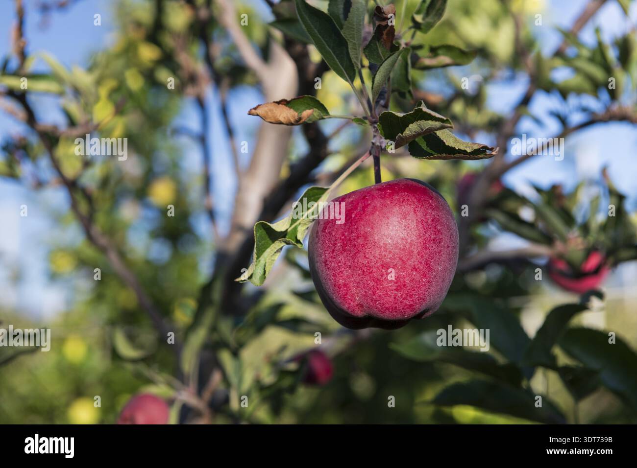 An einem sonnigen Tag mit hellblauem Himmel hängt ein einziger perfekt reifer roter Fuji-Apfel an einem Zweig in einem Obstgarten. Die Früchte sind bereit für die Ernte Stockfoto