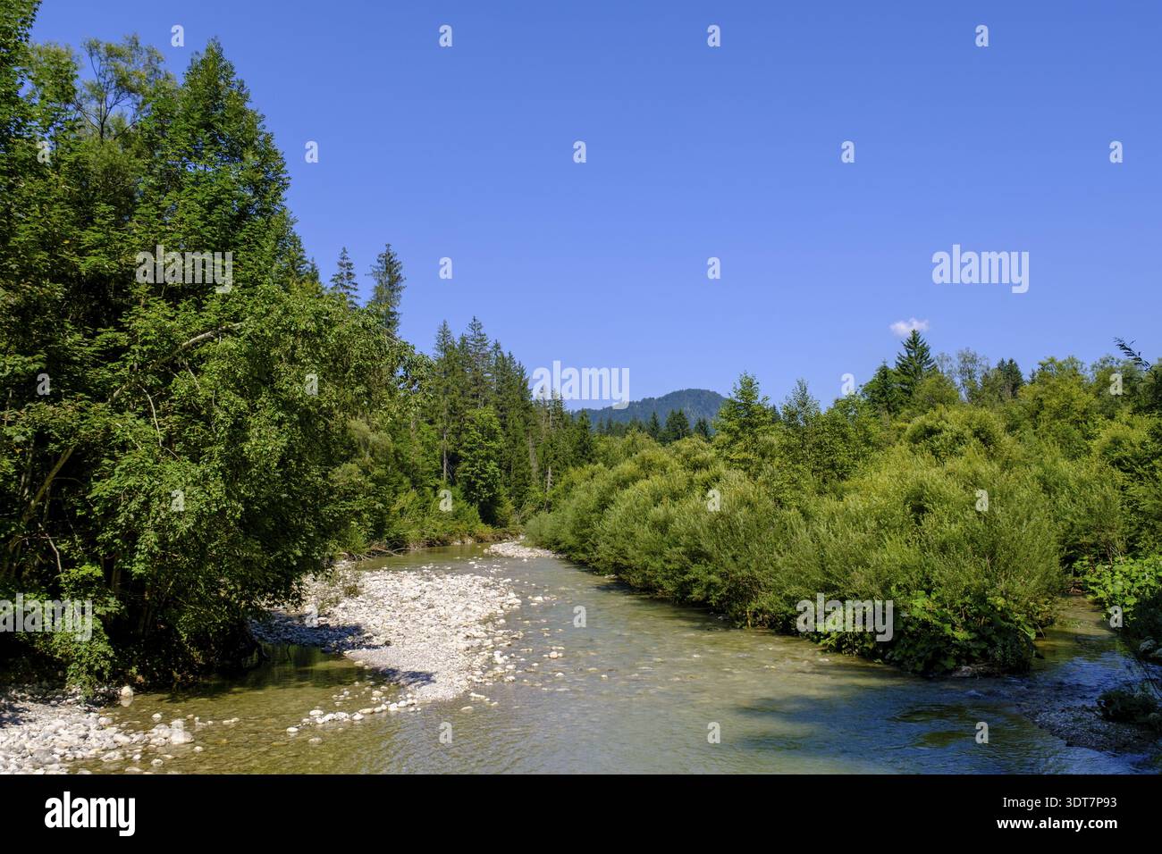 An der Lofer, Loferauen, Reit im Winkl, Chiemgau, Oberbayern, Bayern, Deutschland Stockfoto
