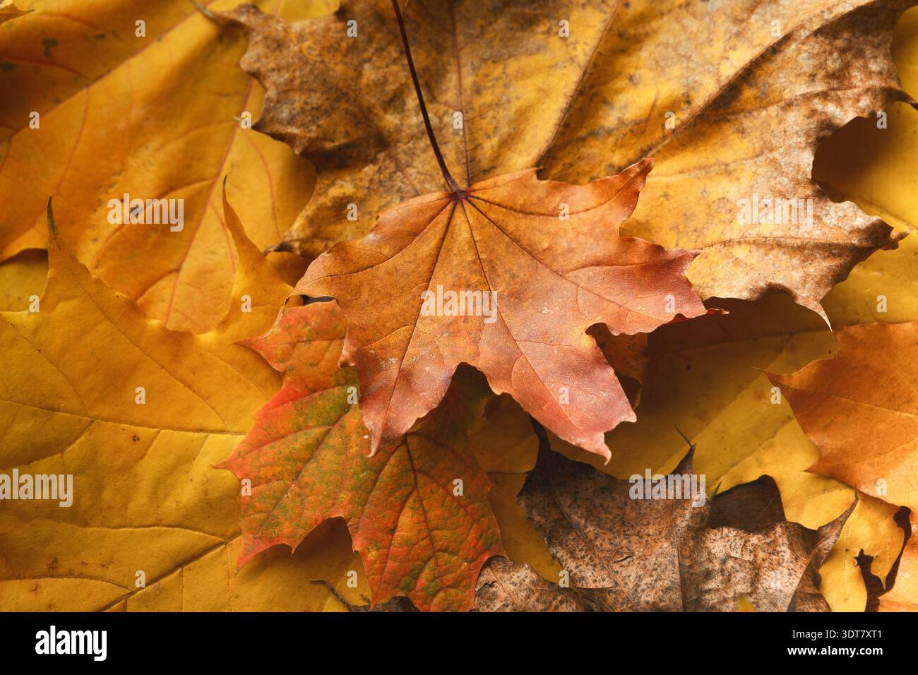 Sammlung von Herbstblättern in verschiedenen Formen und Farben auf einer Oberfläche Stockfoto