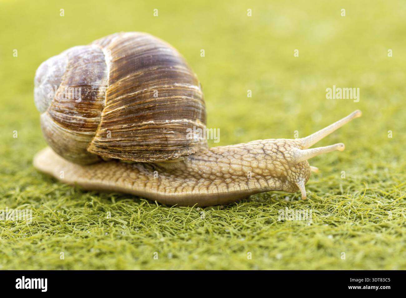 Schnecken bewegen sich langsam auf Kunstrasen Stockfoto