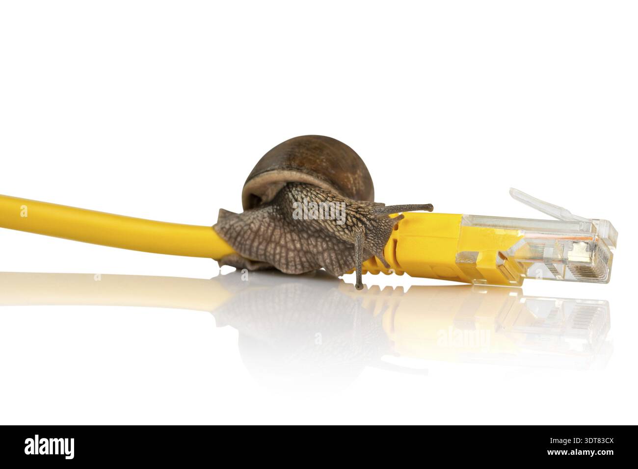 Schnecke über Netzwerkkabel, symbolisches Foto für langsame Internetverbindung. Breitbandverbindung ist nicht überall verfügbar Stockfoto