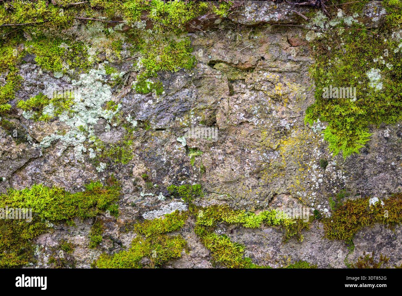 Natursteinmauer mit grünem Moos- und Flechtentextur, organische Hintergrundoberfläche, symbolisiert Natur, Alter, Verfall, und Umweltdetails. Stockfoto
