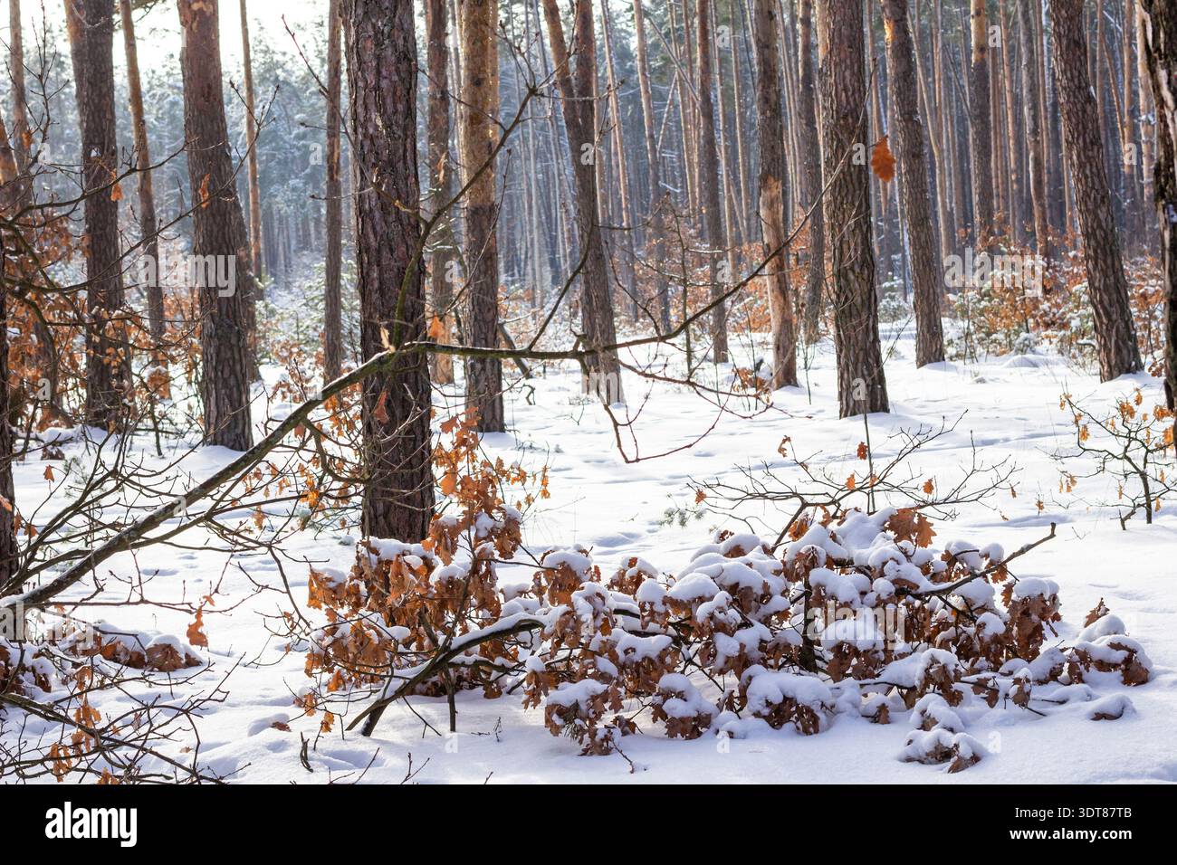 Schnee auf Orangenblättern, Winterkiefernwald, Kiefernstämme Stockfoto
