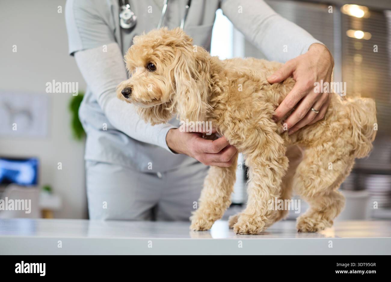 Tierarzt untersucht Maltipoo Hund auf Kliniktisch, Gentle Checkup und PET Care Stockfoto